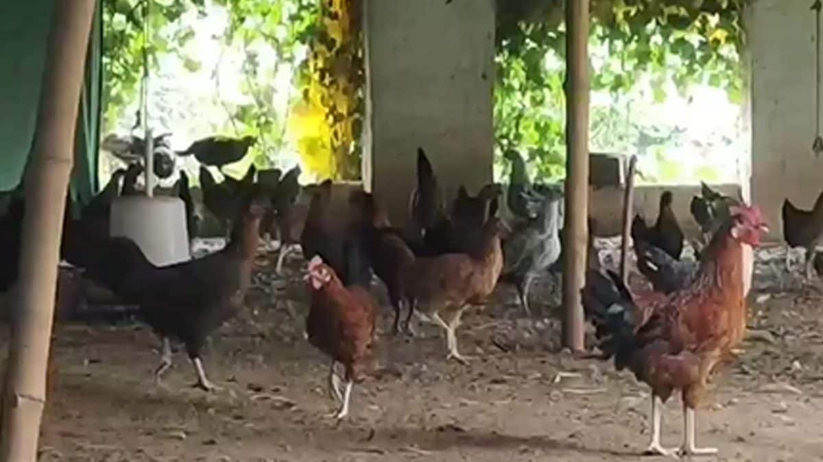 In Bihar's Bhojpur, Two Young Men Lead The Poultry Farm Boom